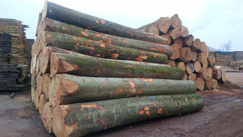 Beech wood for sale wholesale