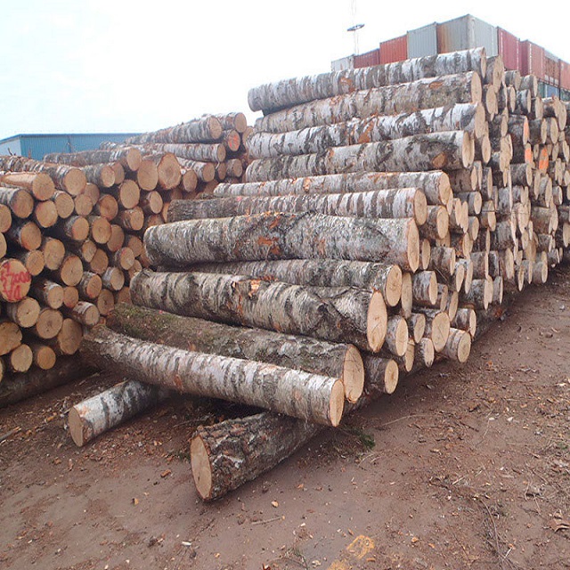 white birch wood for sale