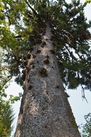 sitka spruce wood for sale